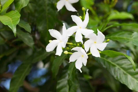 Gerdenia Crape Jasmine Stock Photos
