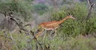 Gerenuk Antelope Stock Footage