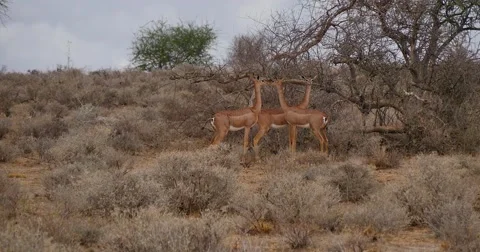 Gerenuk Antelope Stock Footage 60380727