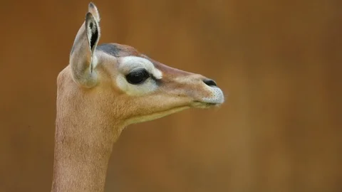 Gerenuk Close Up Stock Footage 93553264