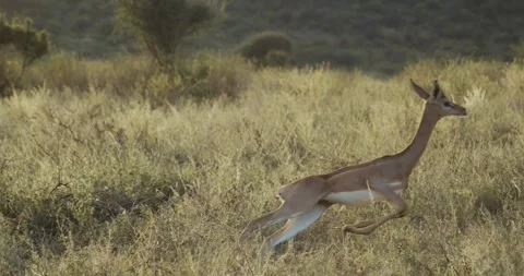 Gerenuk Stock Footage 303921034