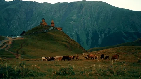 Gergeti Trinity Church, Tsminda Sameba Gergeti Georgia Europe mountains cows Stock Footage 81376838