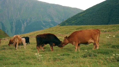 Gergeti Trinity Church, Tsminda Sameba Gergeti Georgia Europe mountains cows Stock Footage 81376866