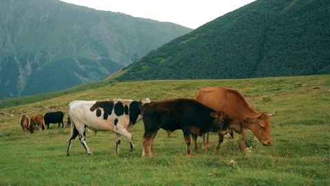 Gergeti Trinity Church, Tsminda Sameba Gergeti Georgia Europe mountains cows Stock Footage 81376889