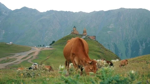 Gergeti Trinity Church, Tsminda Sameba Gergeti Georgia Europe mountains cows Stock Footage 81376916