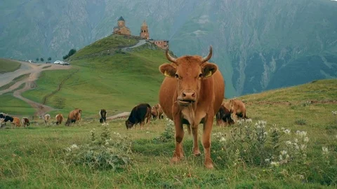 Gergeti Trinity Church, Tsminda Sameba Gergeti Georgia Europe mountains cows Stock Footage 81376968
