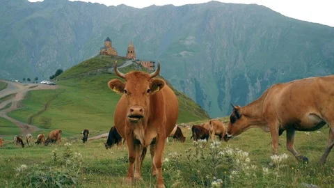 Gergeti Trinity Church, Tsminda Sameba Gergeti Georgia Europe mountains cows Stock Footage 81377000