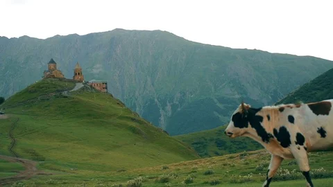 Gergeti Trinity Church, Tsminda Sameba Gergeti Georgia Europe mountains cows Stock Footage 81377048