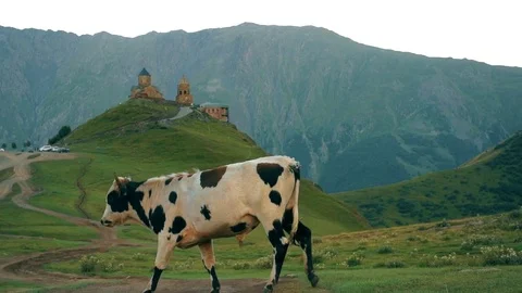 Gergeti Trinity Church, Tsminda Sameba Gergeti Georgia Europe mountains cows Stock Footage 81377063