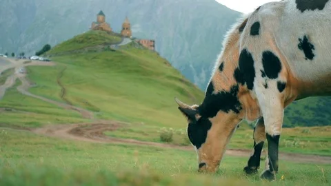 Gergeti Trinity Church, Tsminda Sameba Gergeti Georgia Europe mountains cows Stock Footage 81377080