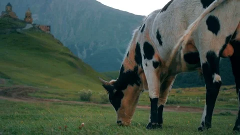 Gergeti Trinity Church, Tsminda Sameba Gergeti Georgia Europe mountains cows Stock Footage 81377090