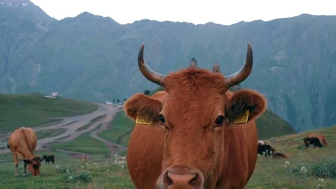 Gergeti Trinity Church, Tsminda Sameba Gergeti Georgia Europe mountains cows Stock Footage 81377136