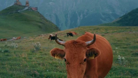 Gergeti Trinity Church, Tsminda Sameba Gergeti Georgia Europe mountains cows Stock Footage 81377184