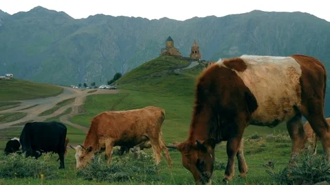 Gergeti Trinity Church, Tsminda Sameba Gergeti Georgia Europe mountains cows Stock Footage 81377221