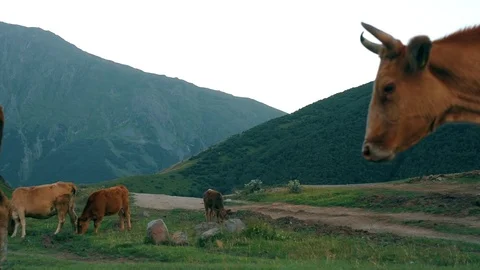 Gergeti Trinity Church, Tsminda Sameba Gergeti Georgia Europe mountains cows Stock Footage 81377258