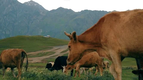 Gergeti Trinity Church, Tsminda Sameba Gergeti Georgia Europe mountains cows Stock Footage 81377282