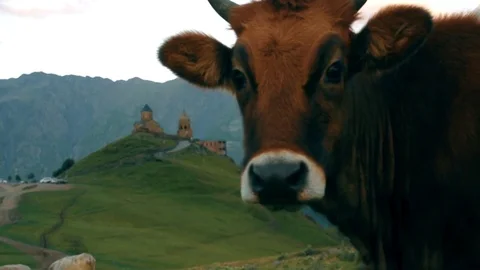 Gergeti Trinity Church, Tsminda Sameba Gergeti Georgia Europe mountains cows Stock Footage 81377333