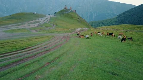 Gergeti Trinity Church, Tsminda Sameba Gergeti Georgia Europe mountains cows Stock-Footage 81380151