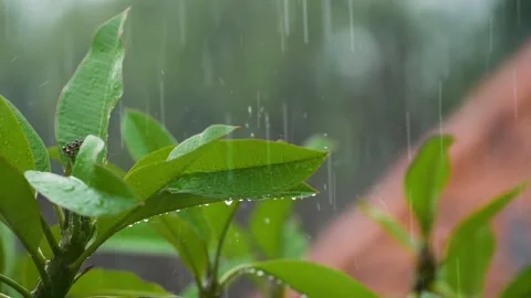 Gerimis Dedaunan Stock Footage 169604814