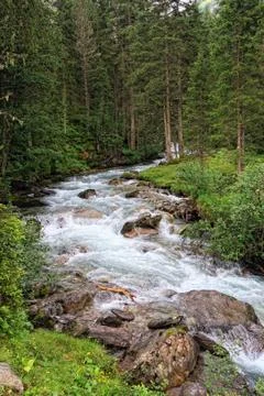 Gerlos river flowing through pine tree forest in european alps/ Zillertal (Au Stock Photos