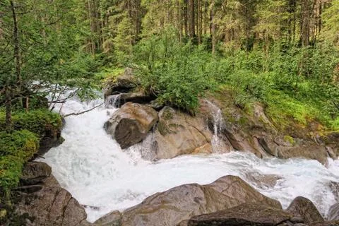 Gerlos river flowing through pine tree forest in european alps/ Zillertal (Au Stock Photos