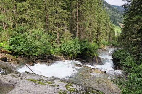 Gerlos river flowing through pine tree forest in european alps/ Zillertal (Au Stock Photos