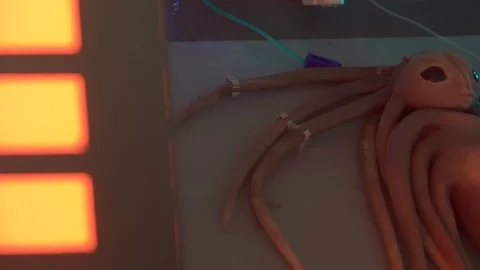 Germ alien has many tentacles fastened to the table сlose-up spaceship concept.  스톡 동영상 98819497