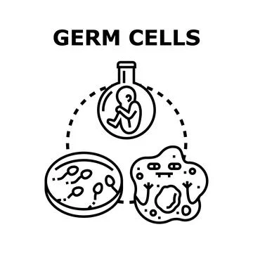 Germ cells concept with embryo and gamete reproduction Stock Illustration