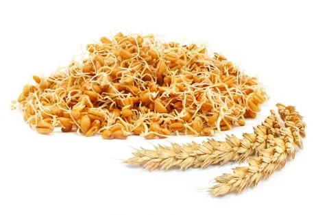 Germ of cereals Stock Photos