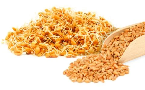 Germ of cereals Stock Photos