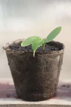 Germ cucumber in peat pots Stock Photos