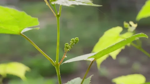 The germ of grapes in the vineyard close-up on a blurred background. Smooth Stock Footage 204800522