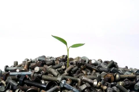 Germ grows through the nut Stock Photos