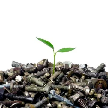 Germ grows through the nut Stock Photos