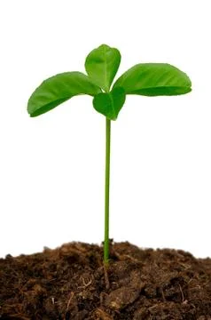 Germ of a lemon in the ground Stock Photos