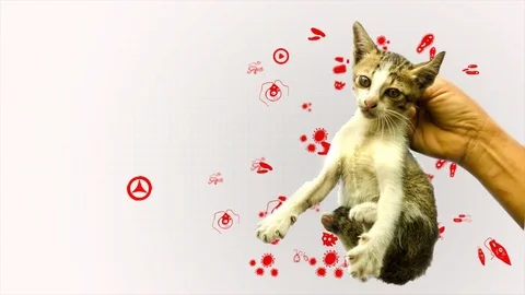 Germ pathogen analysis from pet cat gifographic for health biology education Stock Footage