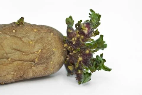 Germ of a potato Stock Photos