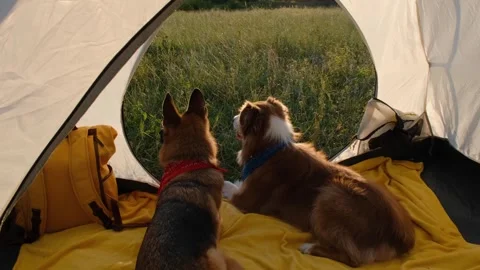 German and Australian shepherds lying in tent near green grass at dawn. 库存影片 244546690