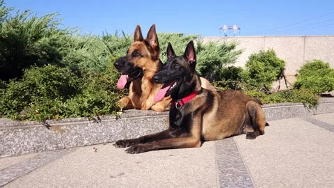German and Belgian (Malinois) shepherd dogs lie on a granite sidewalk Stock Footage 251818454