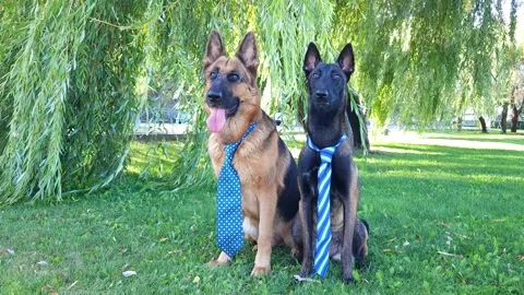 German and Belgian (Malinois) shepherd dogs in ties and eyeglasses Stock Footage 251818475