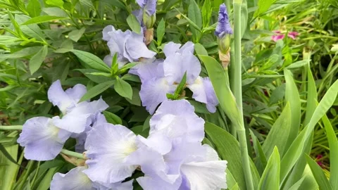 German bearded blue iris Stock Footage 243426510