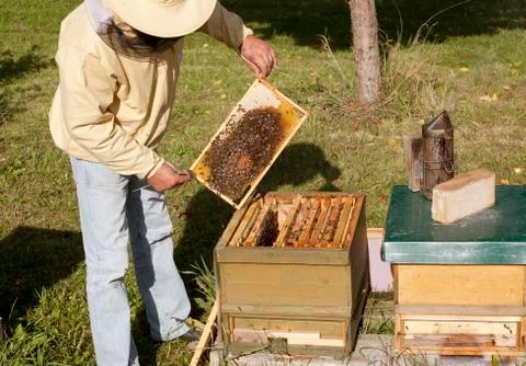 German beekeeping Stock Photos