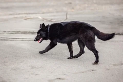 German Black Shepherd on the sandy beatch of Black Sea Stock-Fotos