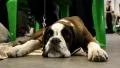 German Boxer lying on the floor HD Footage