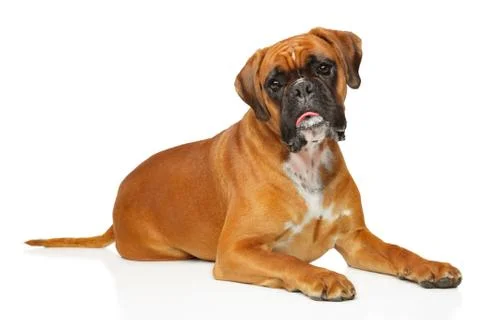 German boxer, lying on a white background Stock Photos