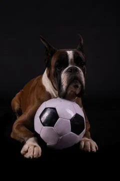 German Boxer Stock Photos