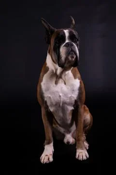 German Boxer Stock Photos