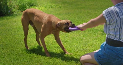 German Boxer Playing Tug of War with Person on Sunny Grass Stock Footage 346195314
