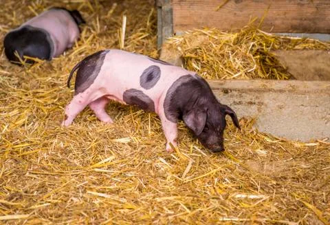 German breed piglet Stock Photos