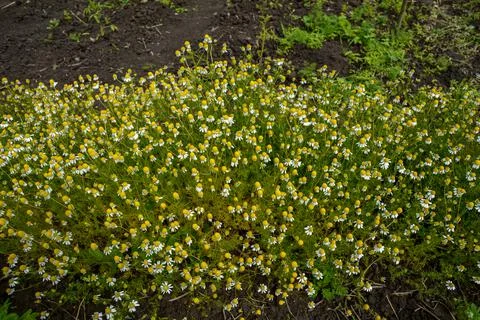 German Chamomile Flowers in Bloom in Springtime Stock Photos